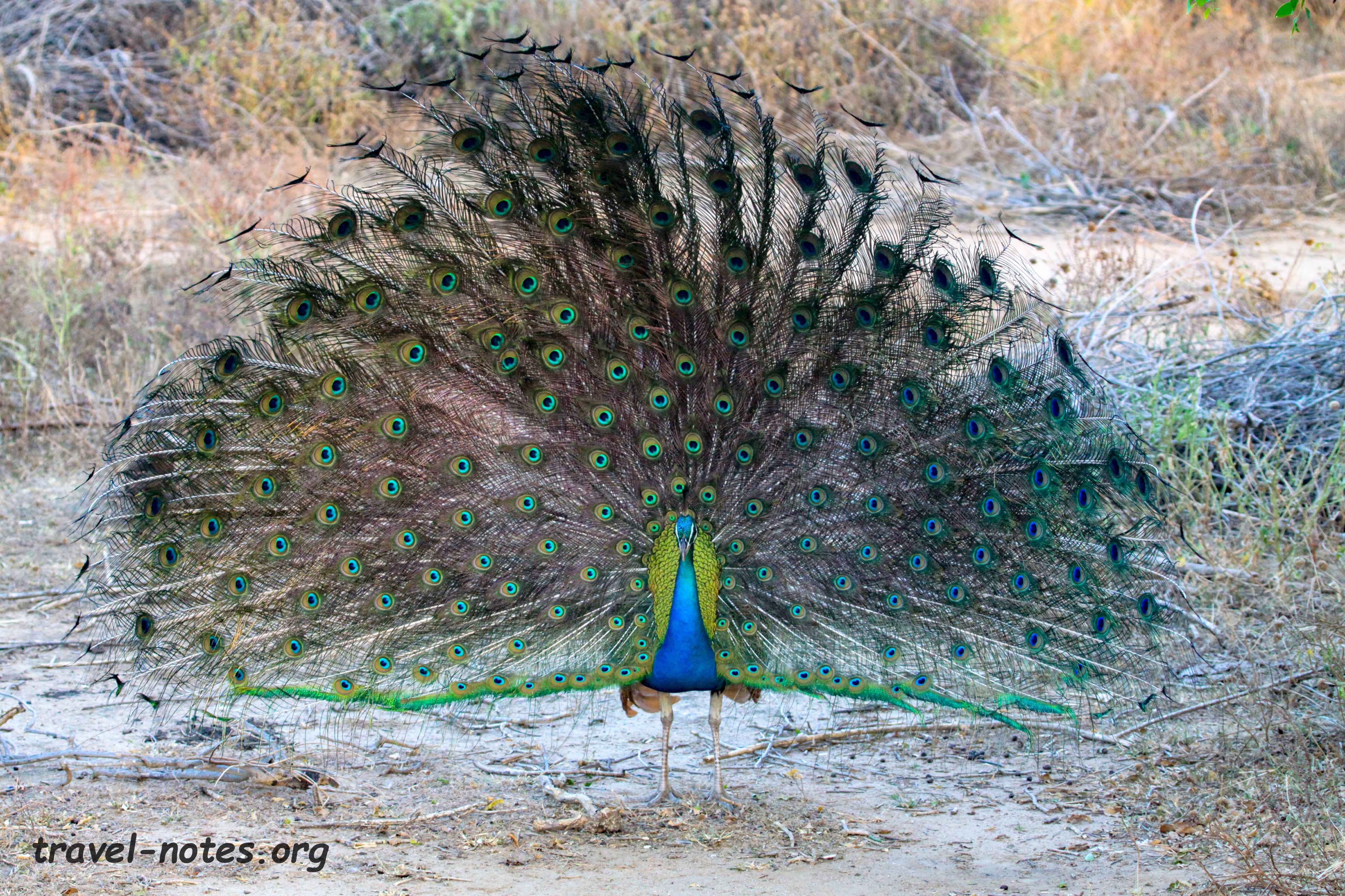 Bundala Peacock