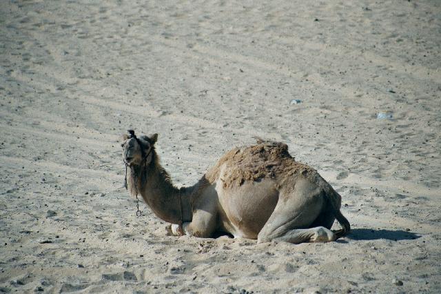 A Bedouin Camel