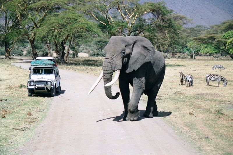 The largest land mammal : An African bull elephant