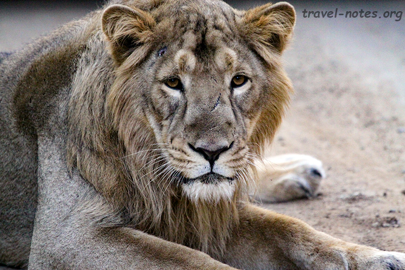 Asiatic Lion, Gir National Park