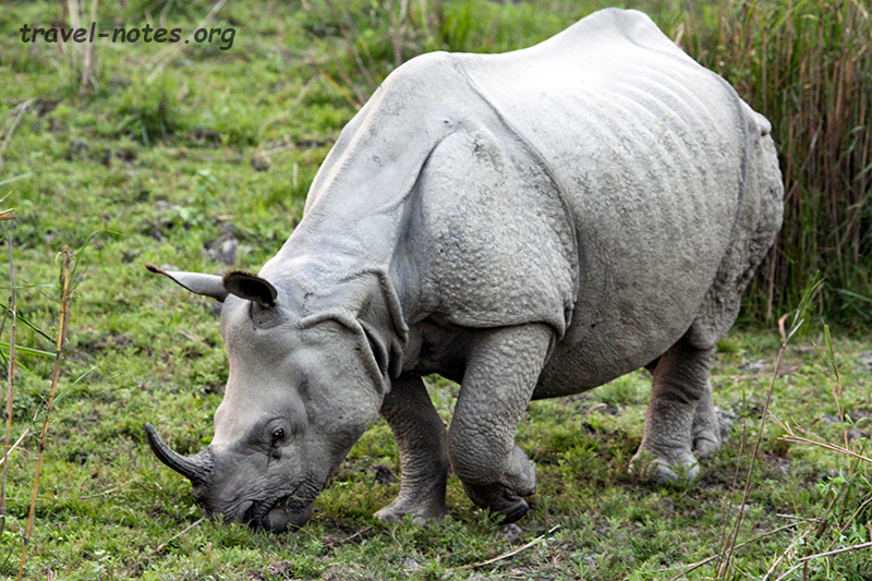 Great Indian One Horned Rhinoceros