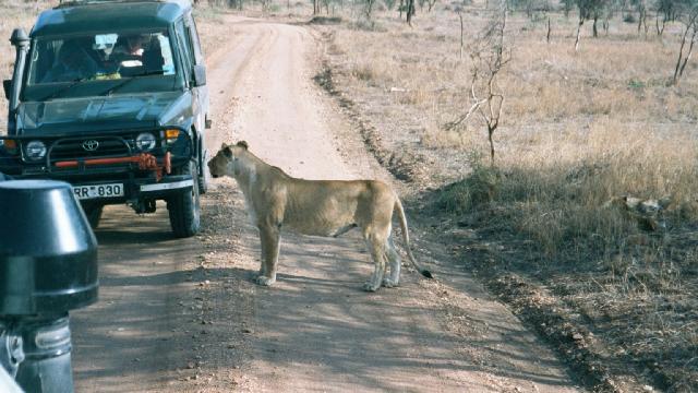 Lioness : A stubborn pedestrian
