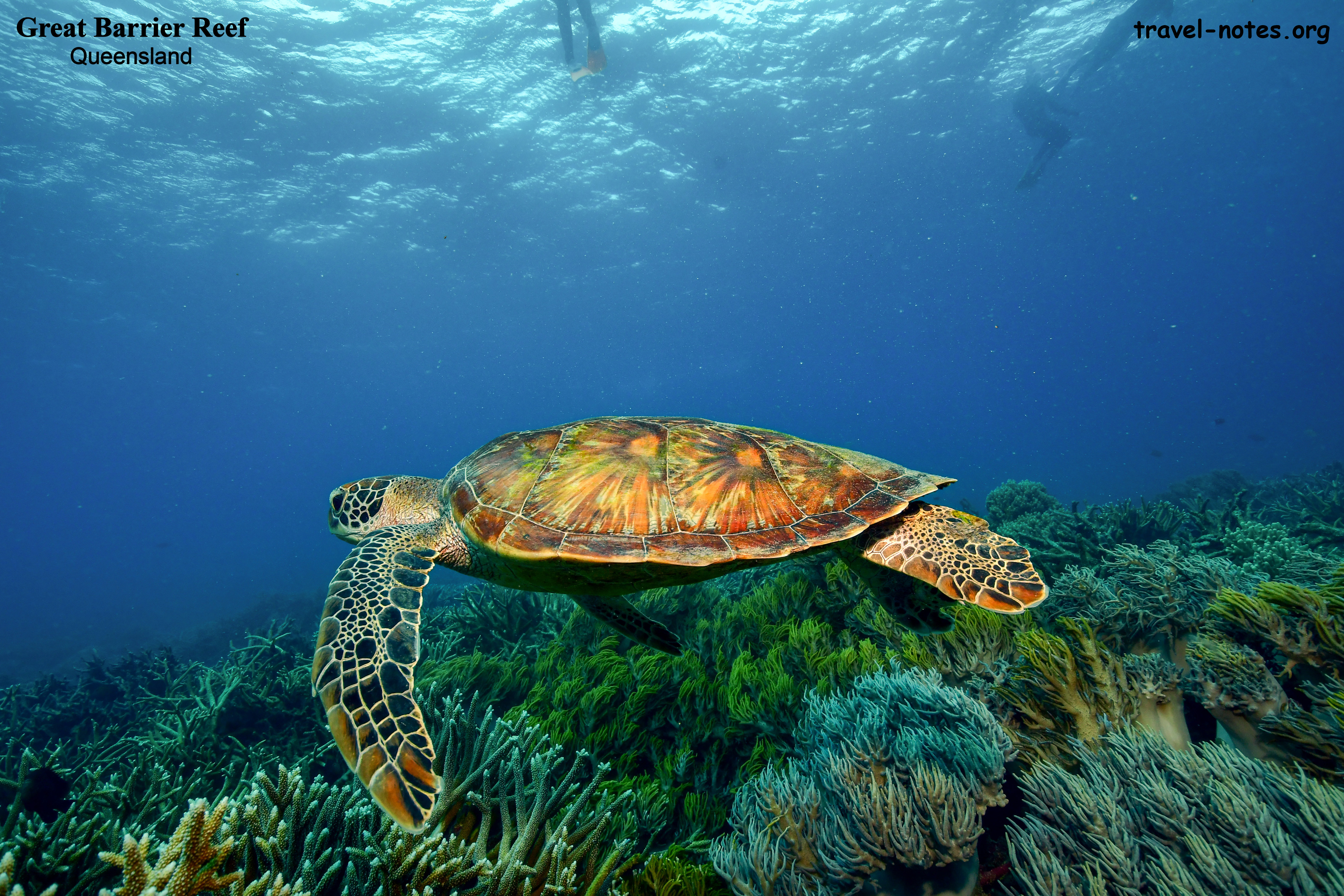 Green Turtle