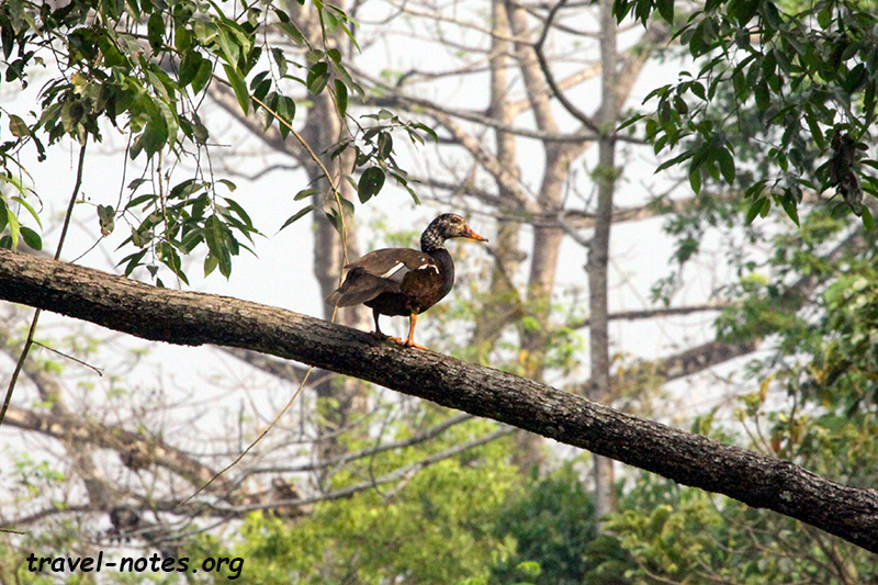 White Winged Duck, Nameri National Park